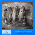 Beste neue gefrorene Tilapia gefrorene Fische